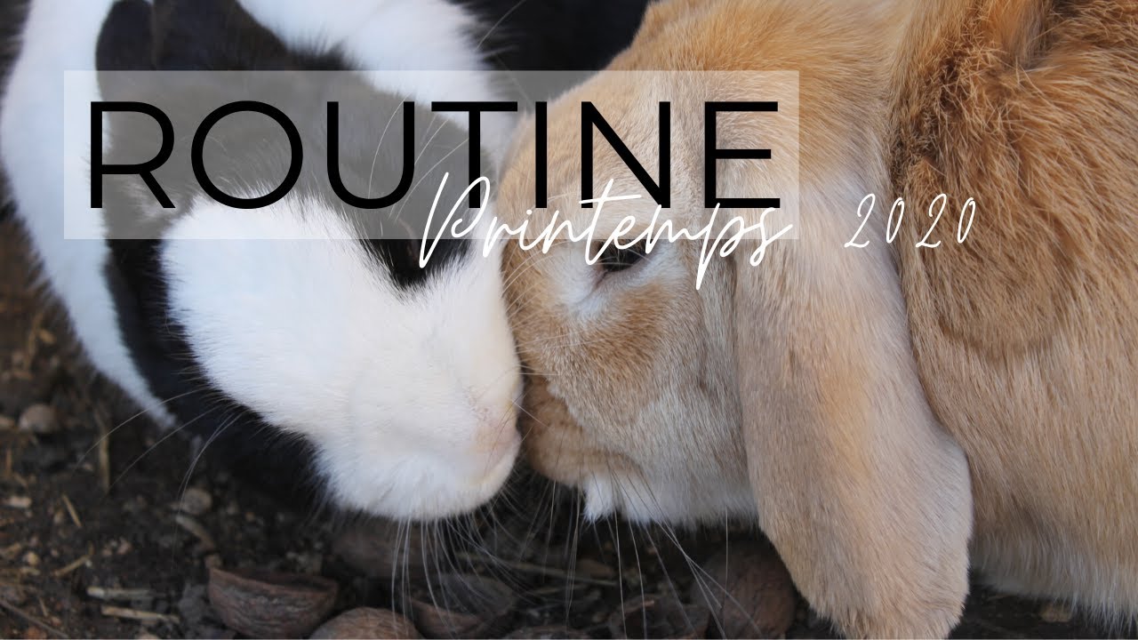 Routine matinale avec mes lapins (Printemps 2020)