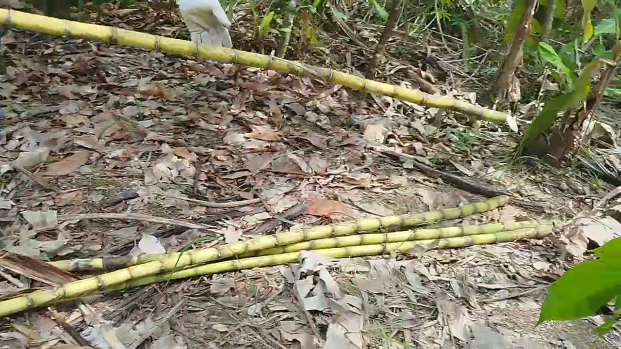 Panen tebu hijau #viral #fyp