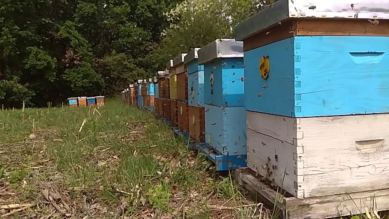 Pcele 3. maj Pocerina