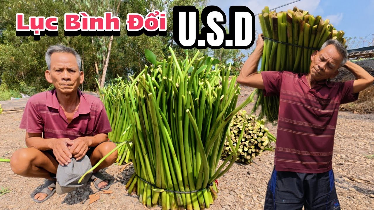 Độc Lạ Nghề Cắt Lục Bình Kiếm Tiền Đô Của Bà Con Vùng Biên Giới Việt – Campuchia | Trần Thiện Hoá