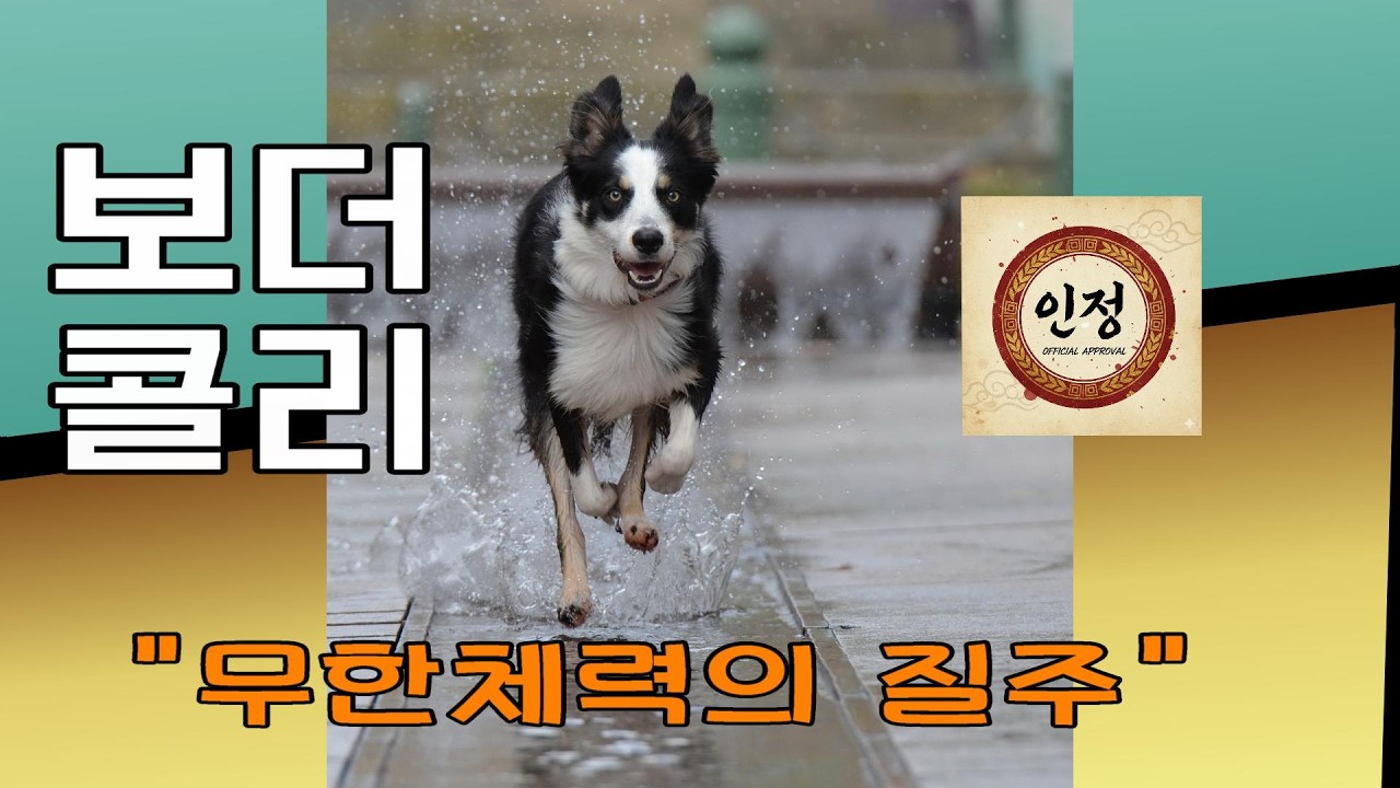 [Full화면] 🐶 보더콜리, 무한체력의 질주┃Majesty of Border Collie