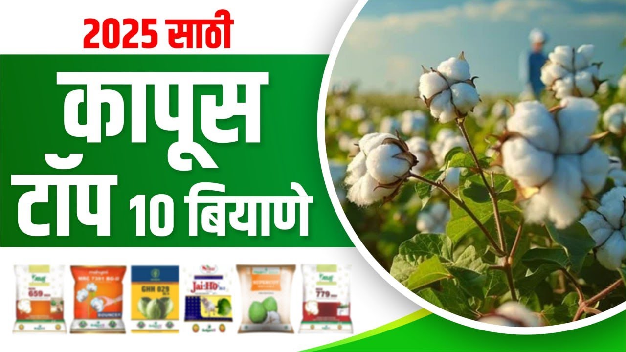 Cotton top Variety / 2025 साठी कापसाचे टॉप व्हरायटी