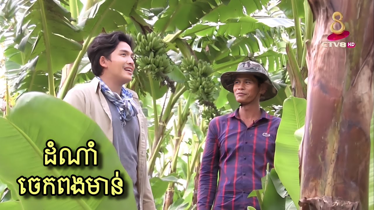 បច្ចេកទេសដាំចេកពងមាន់ ដើម្បីទទួលបានទិន្នផលល្អ
