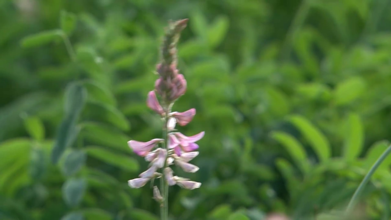 Cotswold Seeds First Hand: Sainfoin with Dr Lydia Smith at NIAB