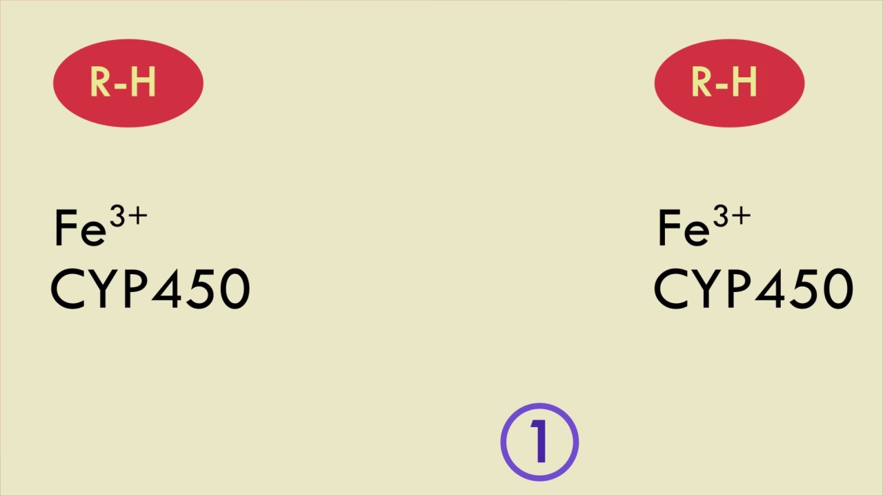 Cytochrome P450