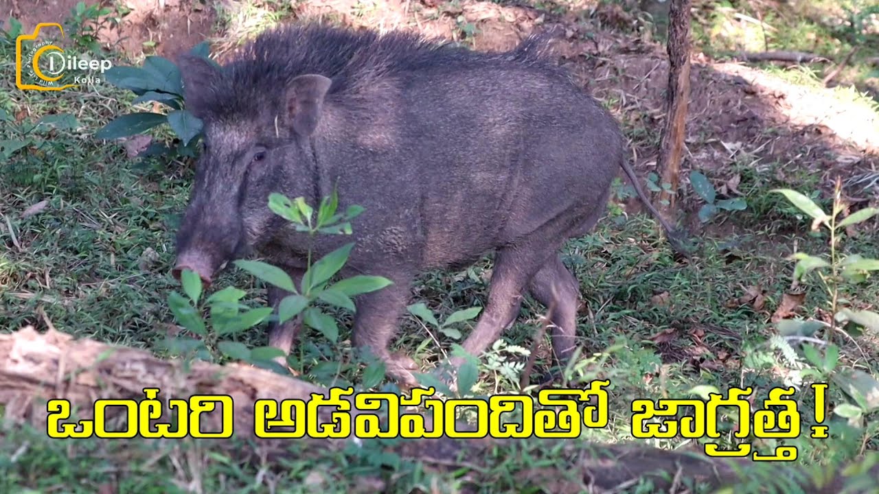 ఒంటరి అడవి పందులతో చాలా జాగ్రత్తగా ఉండాలి