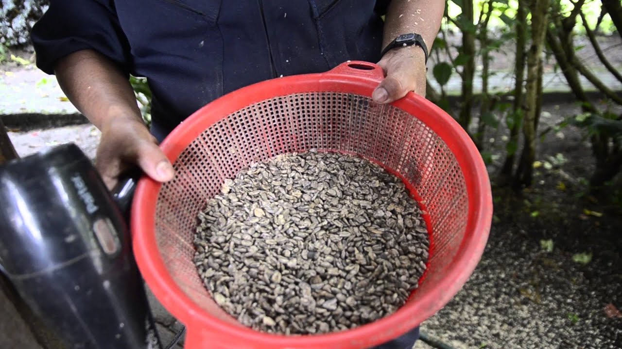 ELABORACION DE CAFE ARTESANAL