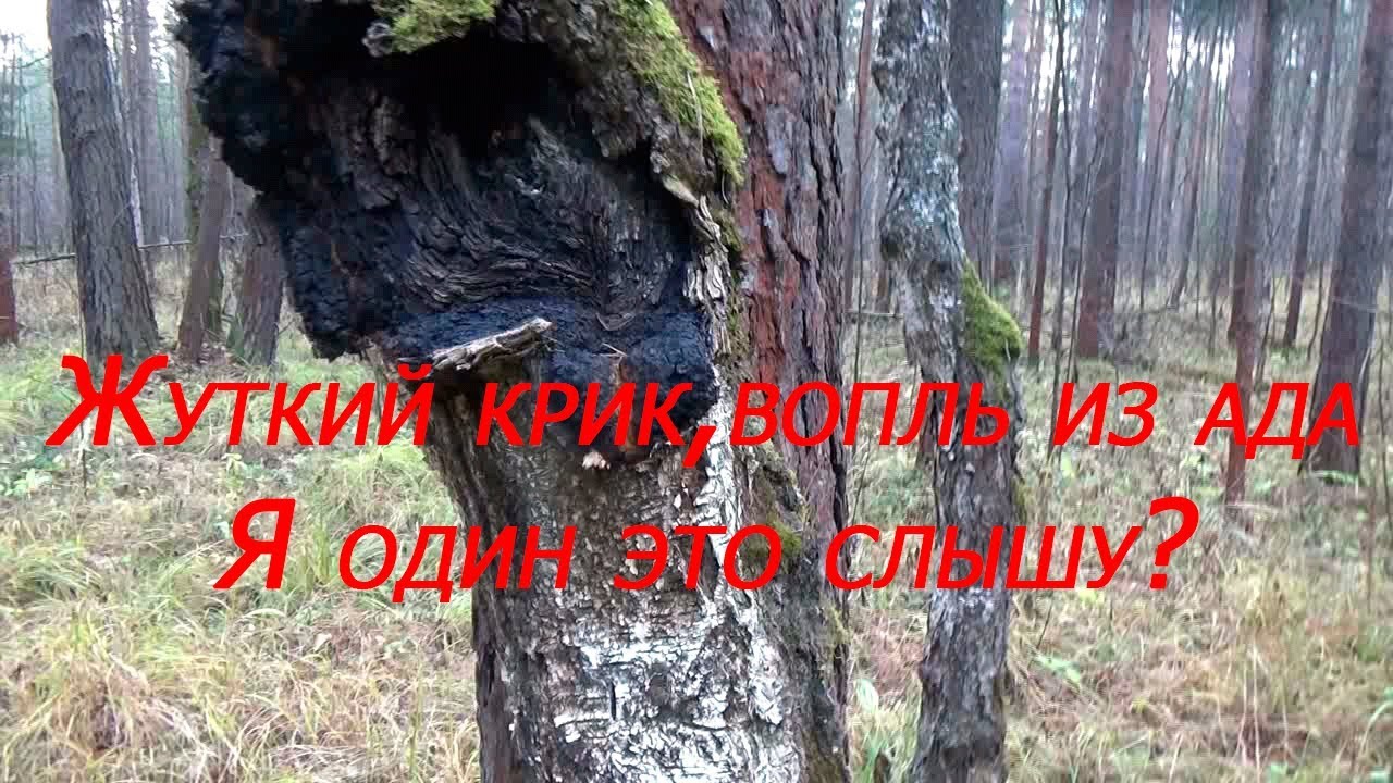 Жуткие крики, как вопль из ада... Я один это слышу???