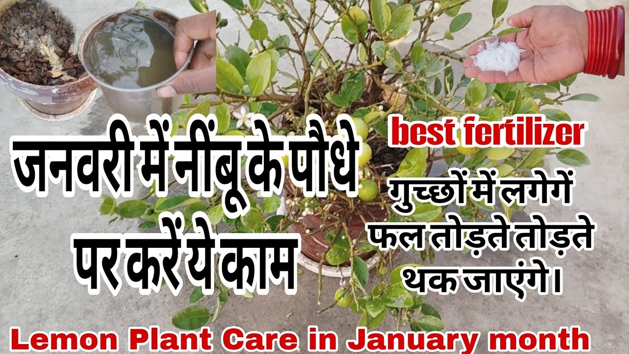 जनवरी में नींबू के पौधे पर करें ये काम गुच्छों में लगेगें फल तोड़ते तोड़ते थक जाएंगे।