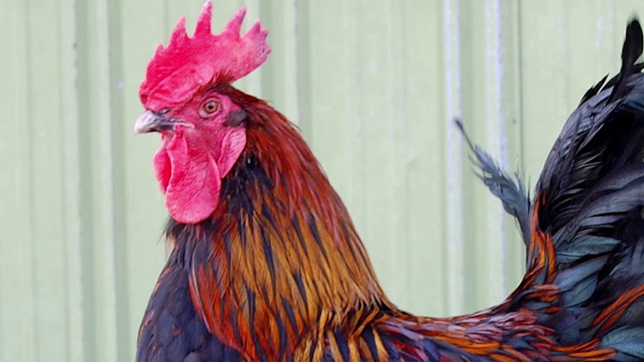 Black Copper Marans Chickens | Chocolate Coloured Eggs