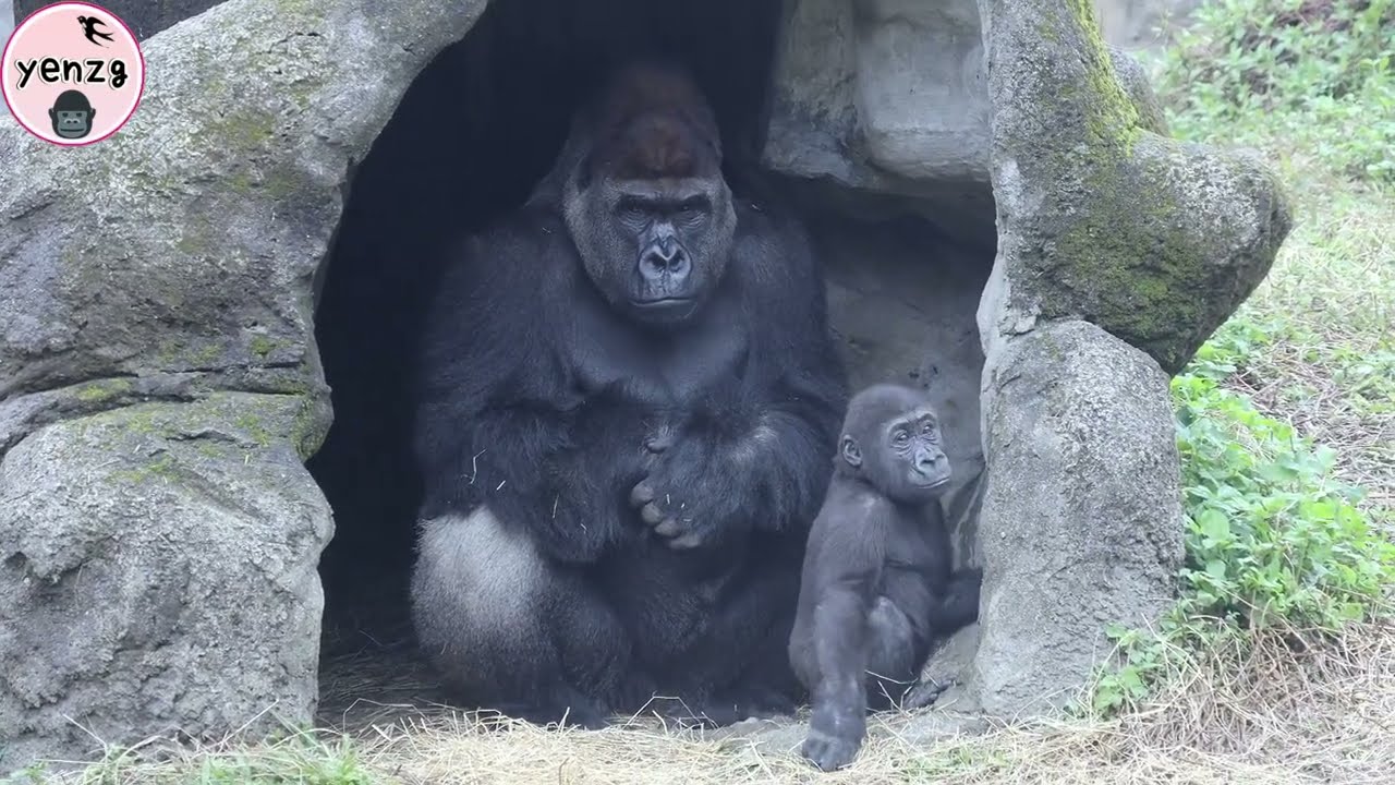 Gorilla Ringo gave Jabali a roundhouse kick after his tender trick’s failed|金剛猩猩Ringo親J吃不到送迴旋踢Tayari