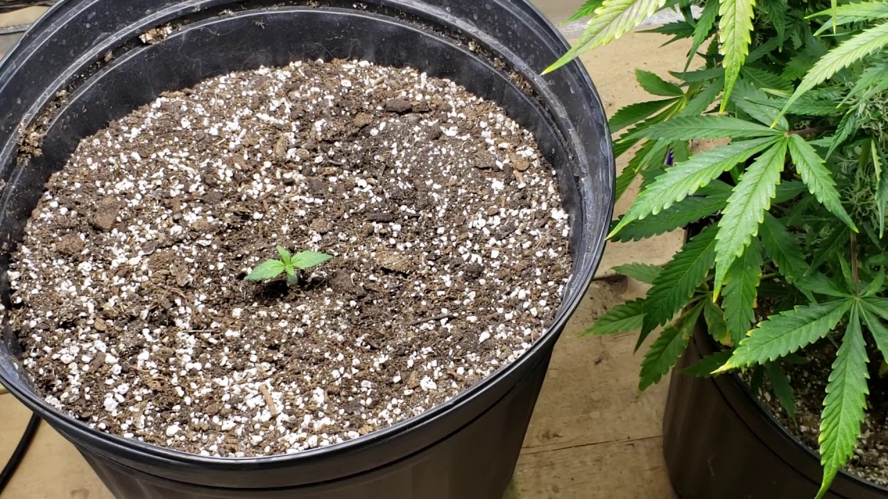 Mars Hydro sp250