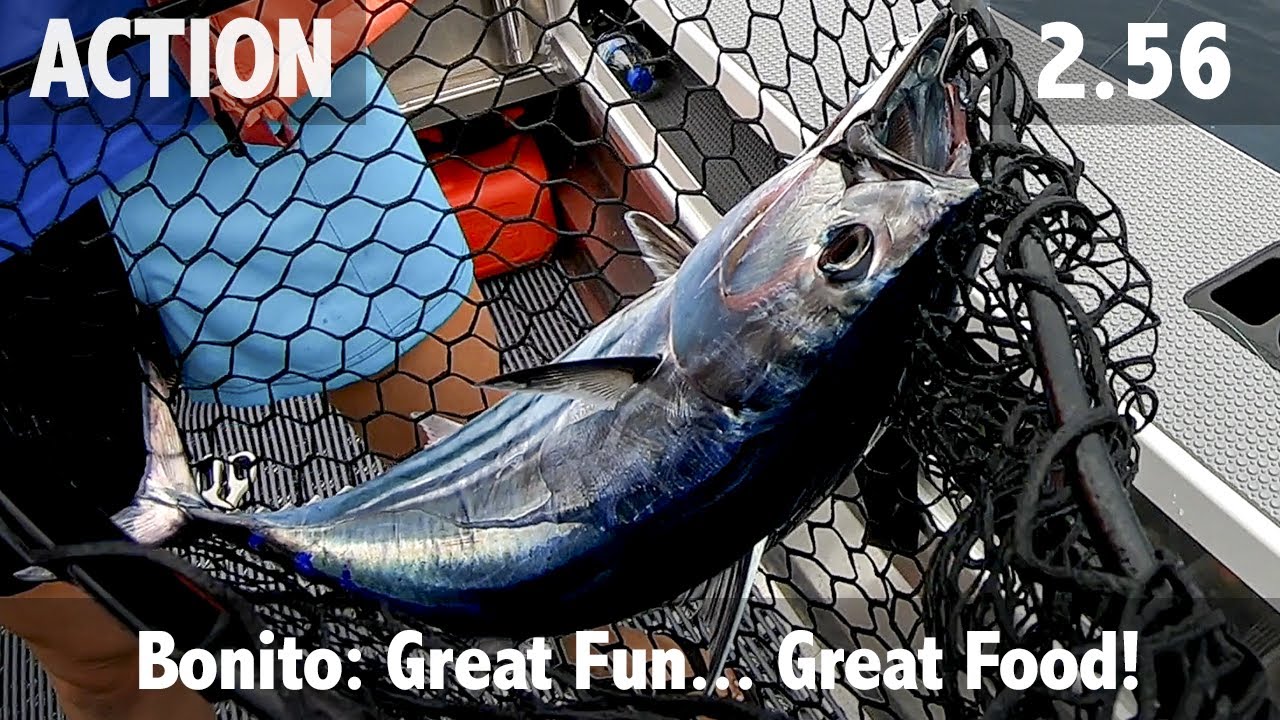 Skipjack Tuna (Bonito) Good Fun, Great Food!