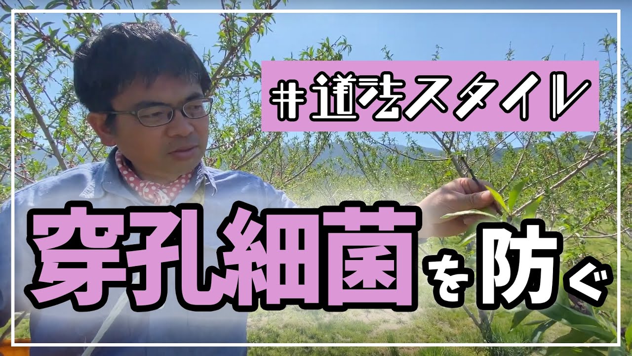 【道法スタイル】桃の穿孔細菌病対策　無肥料栽培