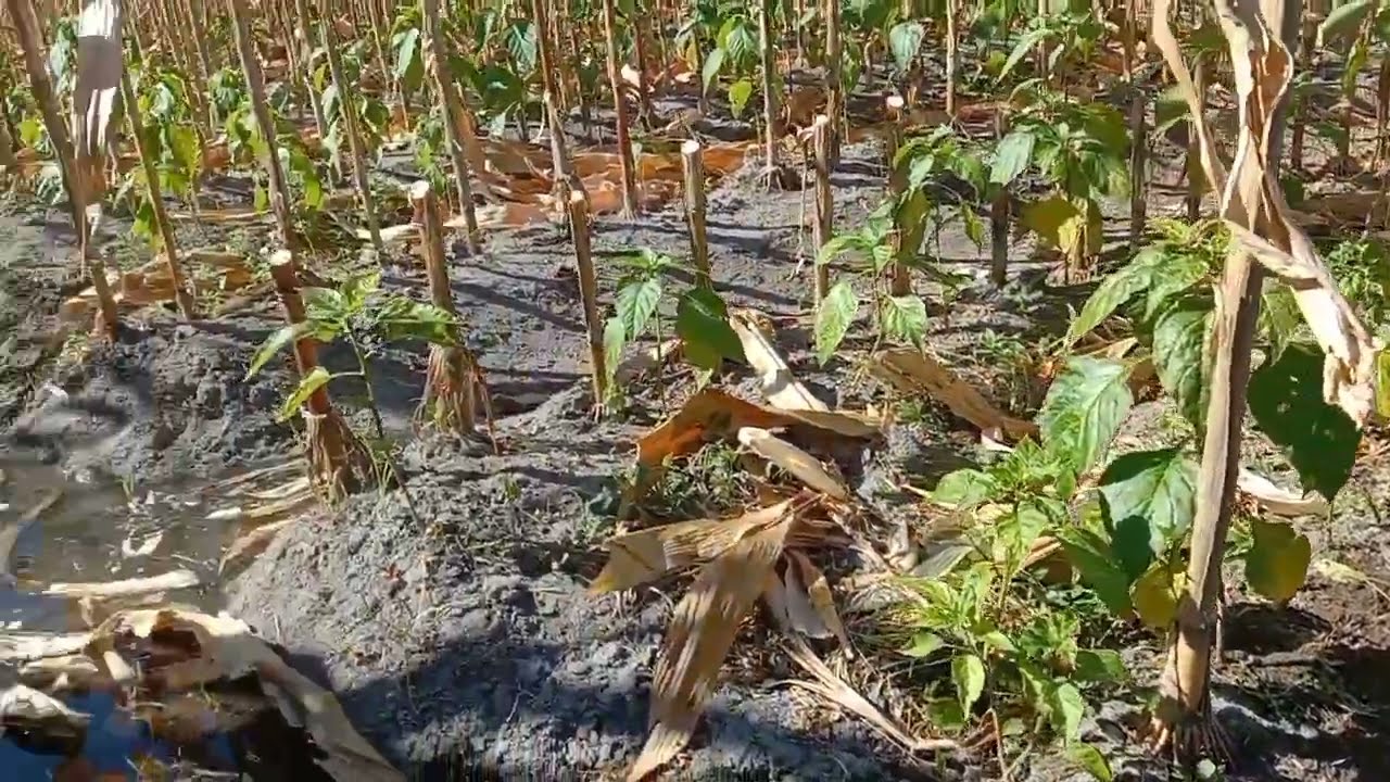 Pengairan pada tanaman cabe #duniatani #cabe