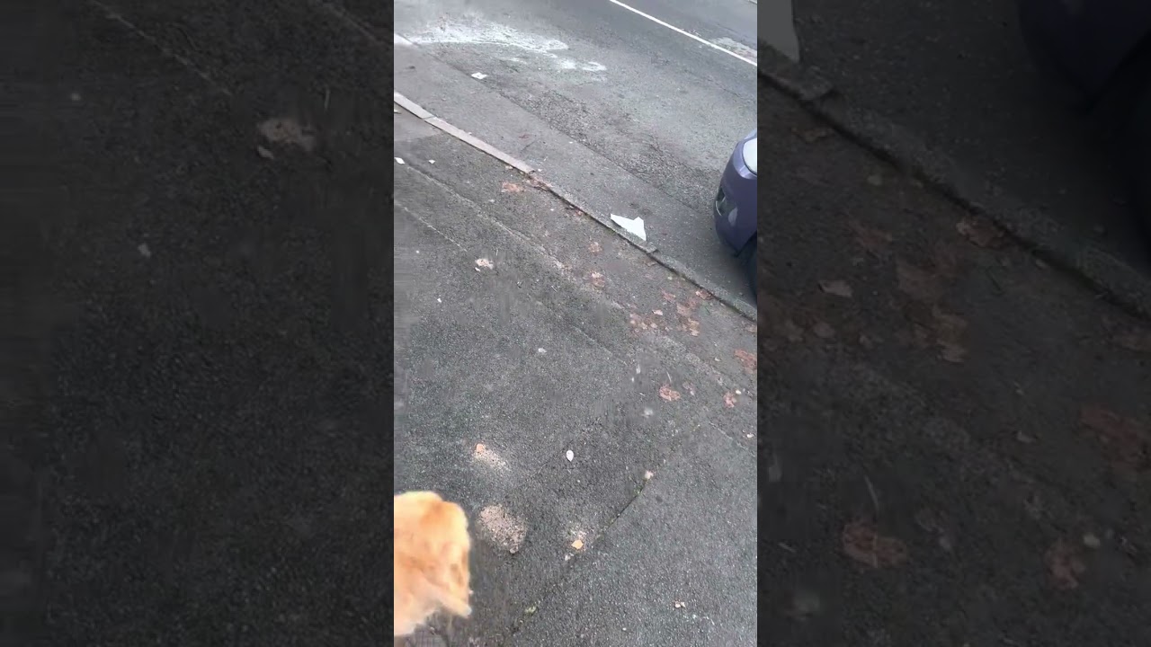 Dangerous Service Animal Denial: Uber Driver Refuses Guide Dog