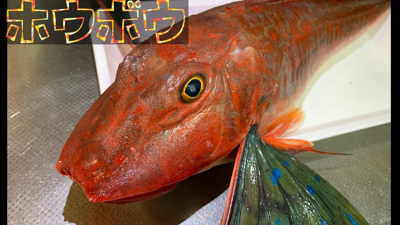 【ホウボウ】余すこと無く使えるお魚【魚屋さん】【素人でも出来るお魚調理】