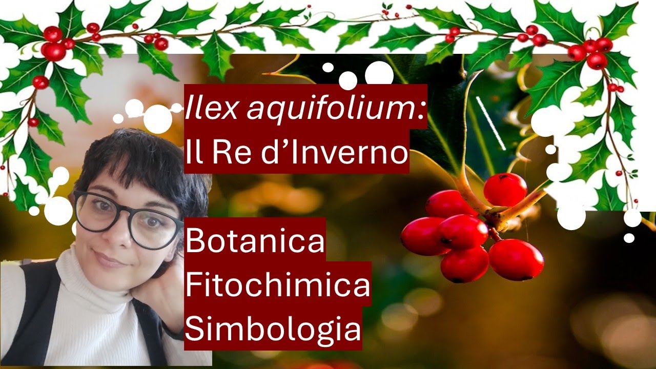 🌿AGRIFOGLIO: la pianta dei Saturnalia