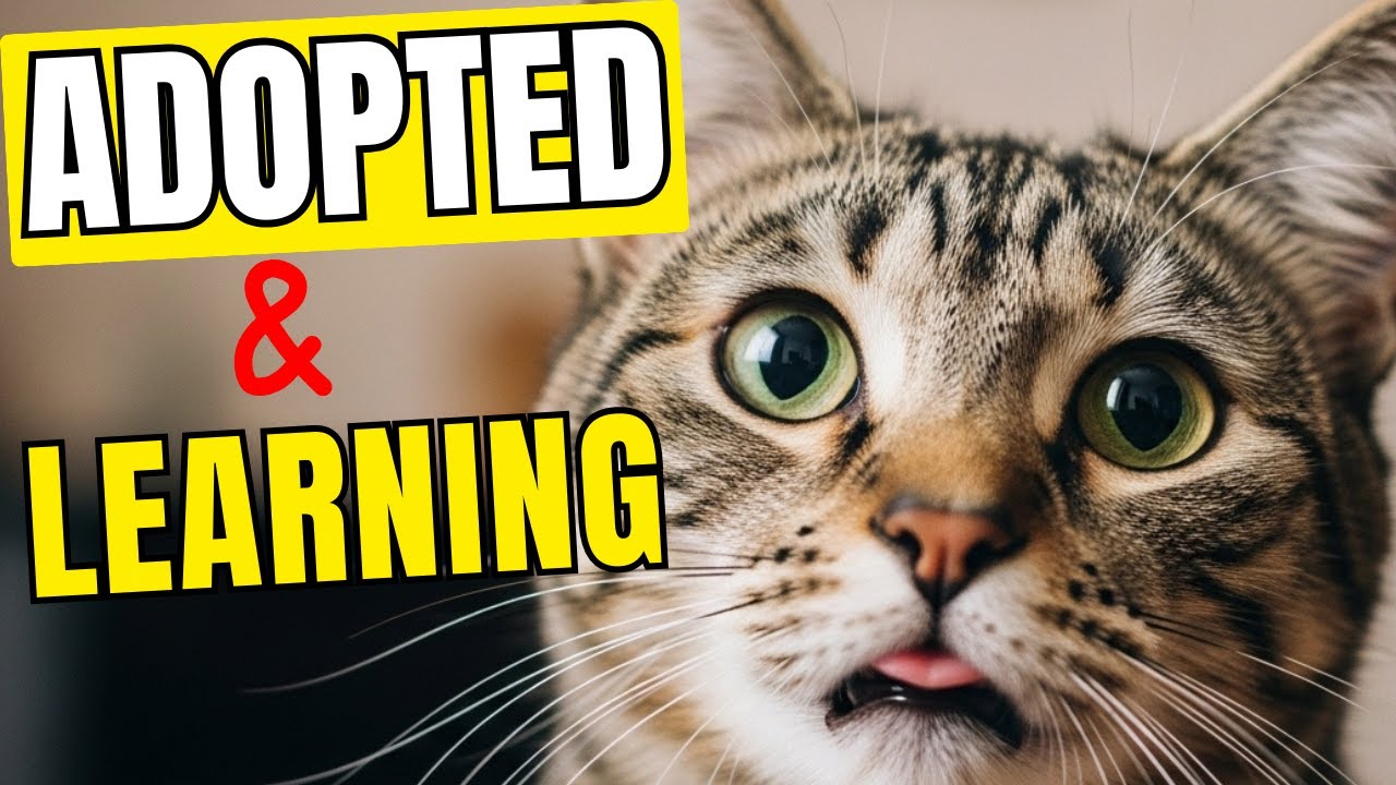 How Adopted CATS Slowly Learn What “Home” Means