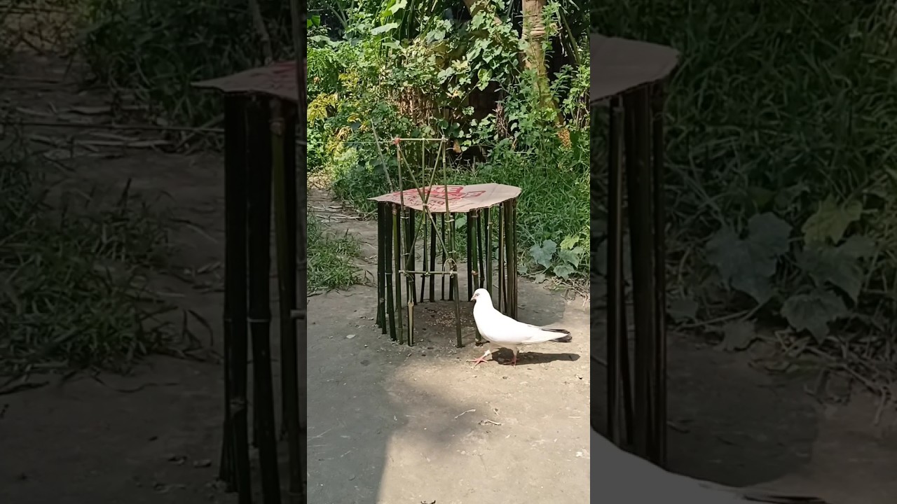 Amazing bird trap using bamboo and cardboard / pigeon trap 2 #trap #youtubeshorts