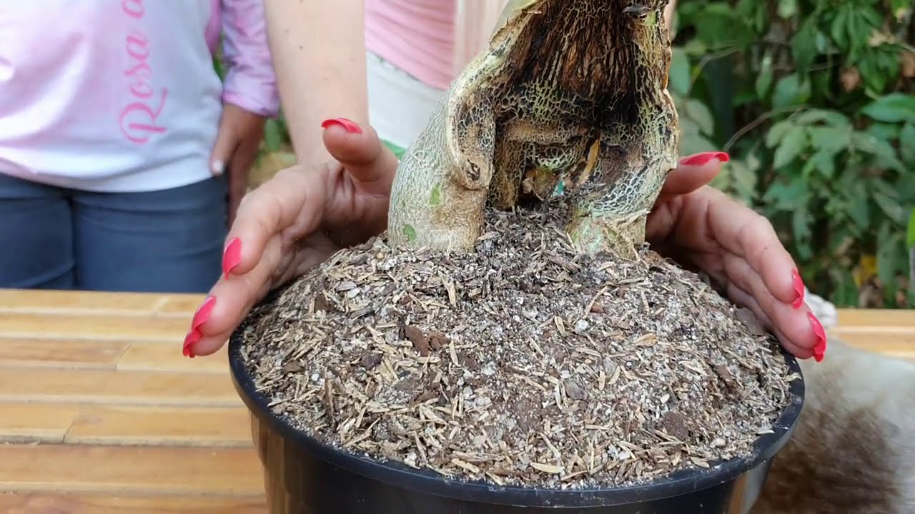 Nutrição das suas plantas: Agrônoma Katia Aline explica NITROGÊNIO