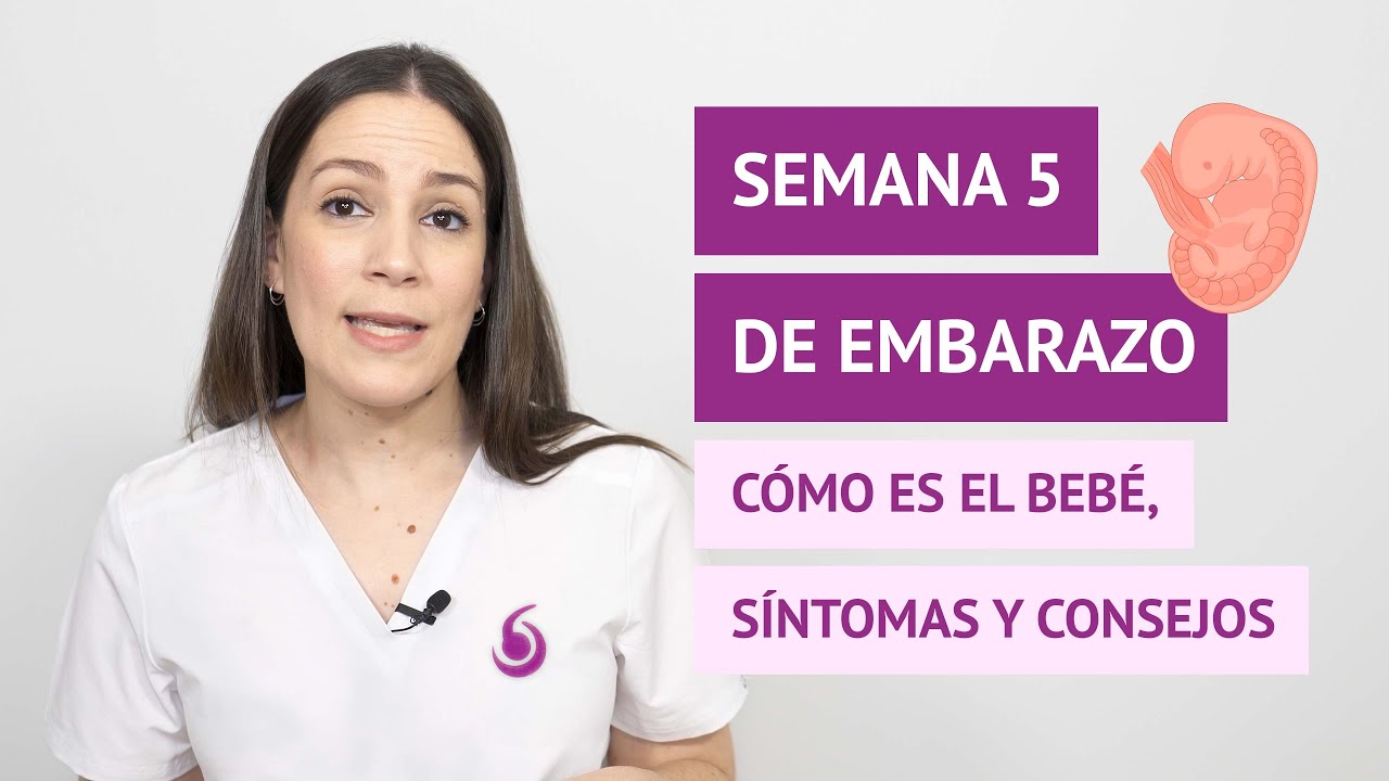 Semana 5 de embarazo: desarrollo del bebé y síntomas en la madre