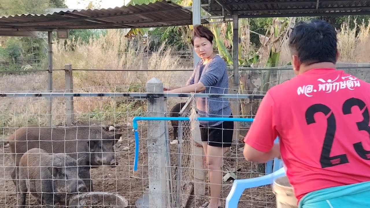 เลี้ยง​หมูป่า​ในพื่นที่จำกัด​ ซ่อมคอกหมูป่า​ป้องกันหมูป่าแอบไปหากัน