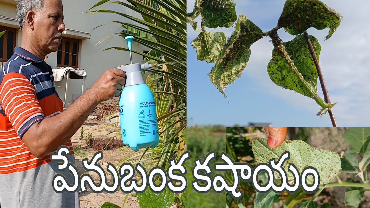 చిక్కుడుపాదుకి పట్టిన పేనుబంక నివారణ చూద్దాంరండి #simplegarden #trending #organic #viral #millibugs