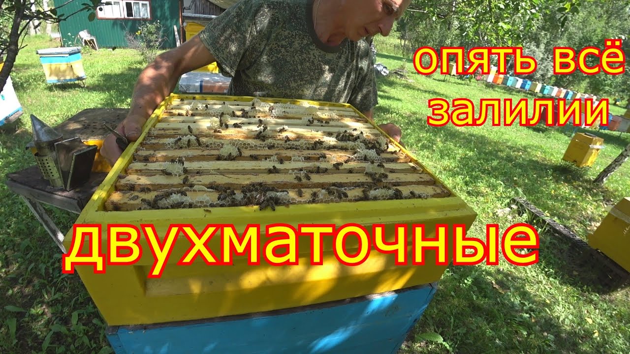 ДВУХМАТОЧНЫЕ! Опять всё залили! КАРНИКА на медосборе!