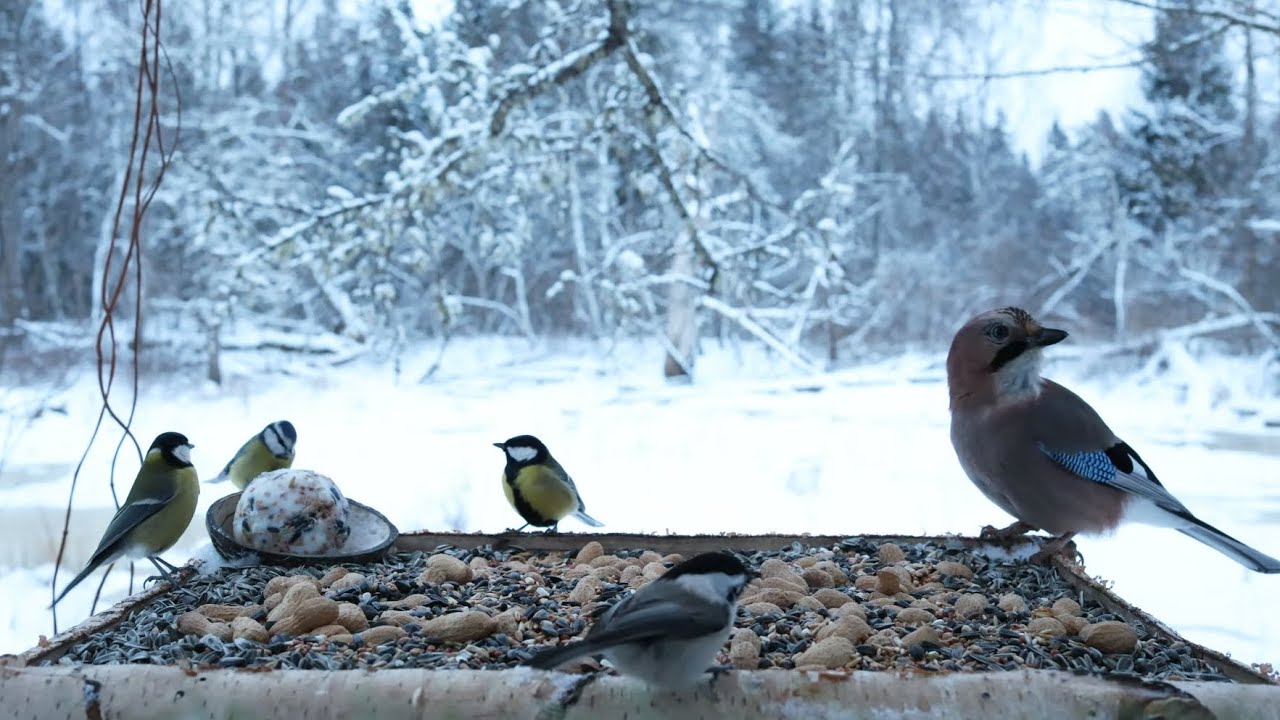 🔴 Forest Bird Feeder | Relaxing Nature Sounds from the Forest [ 2026/1/2 ]
