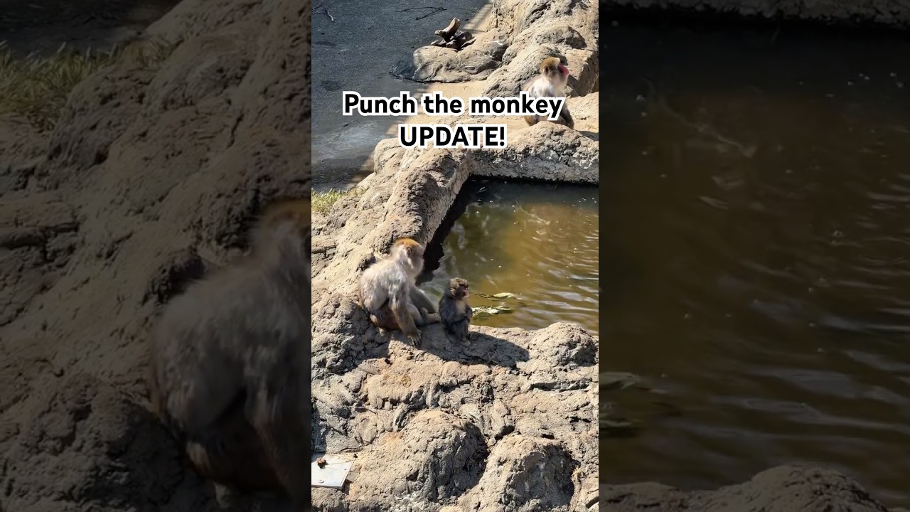 Went to the zoo to check on Punch the monkey! #punch #punchthemonkey #zoo #vlog
