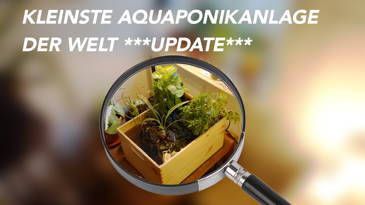 Wohnzimmer-Aquaponik: Das Update!