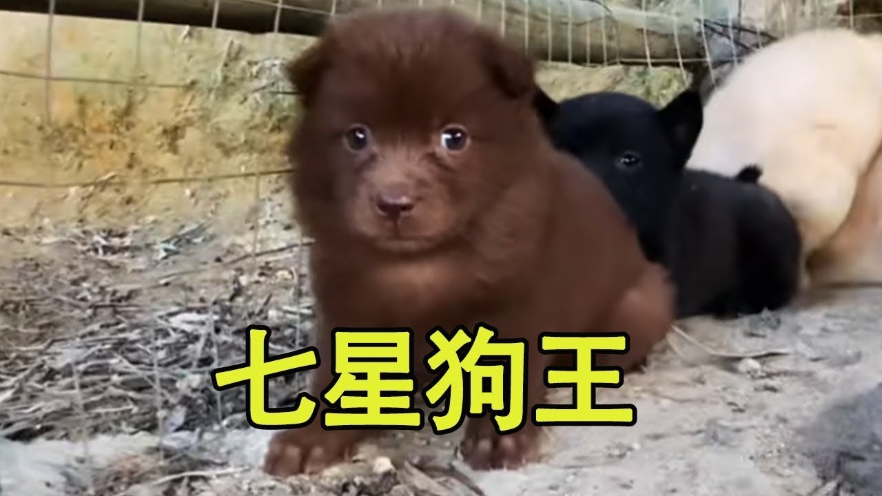 传闻中七星狗会产生狗王，我觉得这两条像，你们觉得呢？#中华田园犬