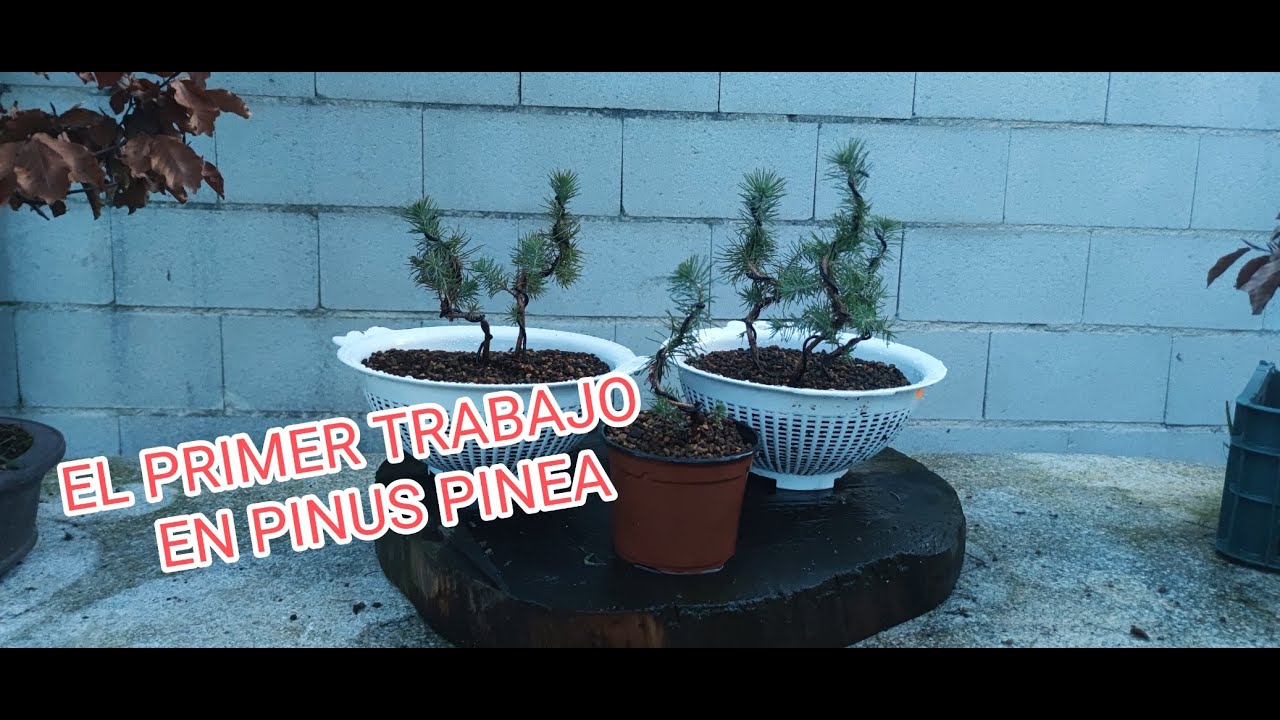 Pinus pinea Bonsai. Composición individual y en grupos de dos y tres desde el inicio.