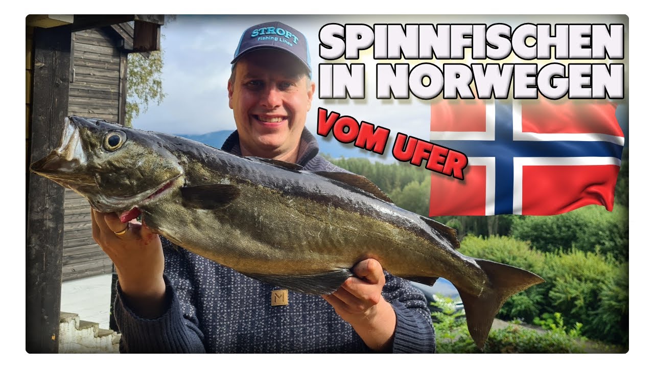 Pollack angeln in Norwegen vom Ufer – mit Spinnrute und Gummifisch erfolgreich