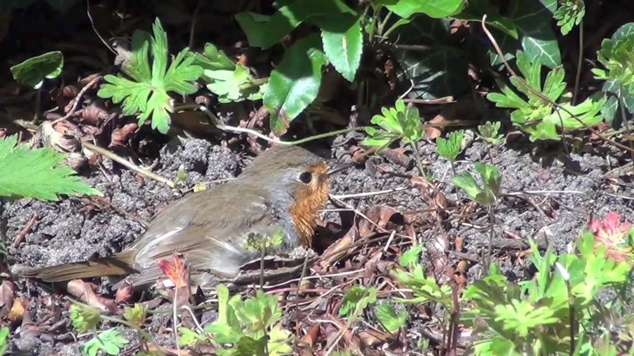 Roodborst neemt zonnebad (Robin sunbathing)