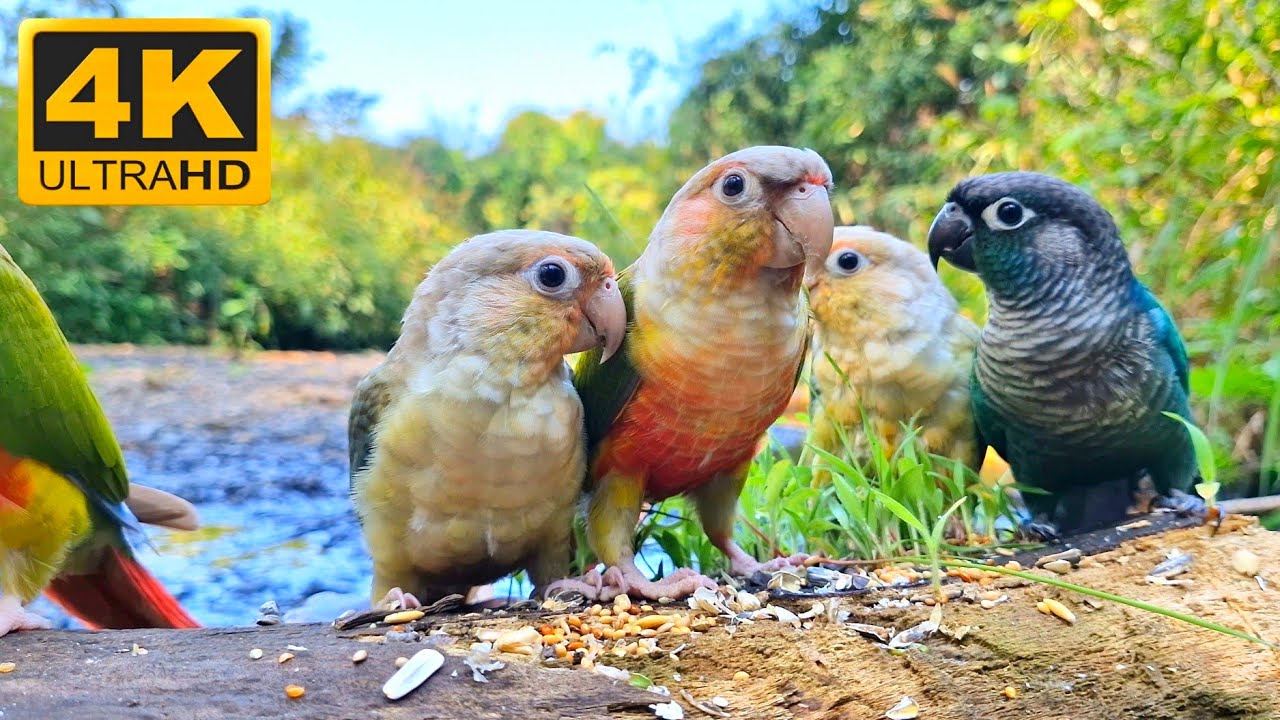 Have you ever encountered a parrot in the forest? Videos to help parrots relax.