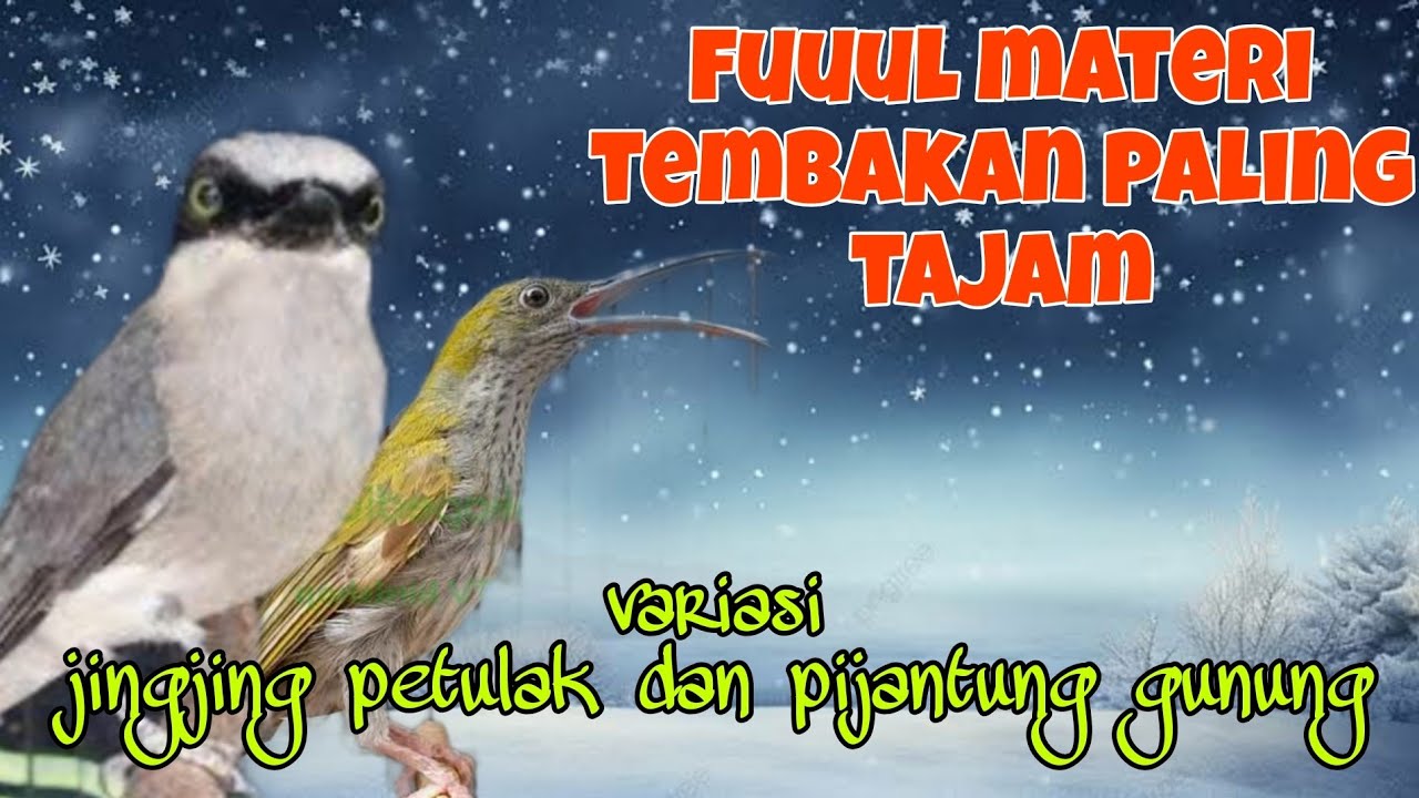Jingjing petulak dan pijantung gunung 🔥🔥 fuuul masteran tajam