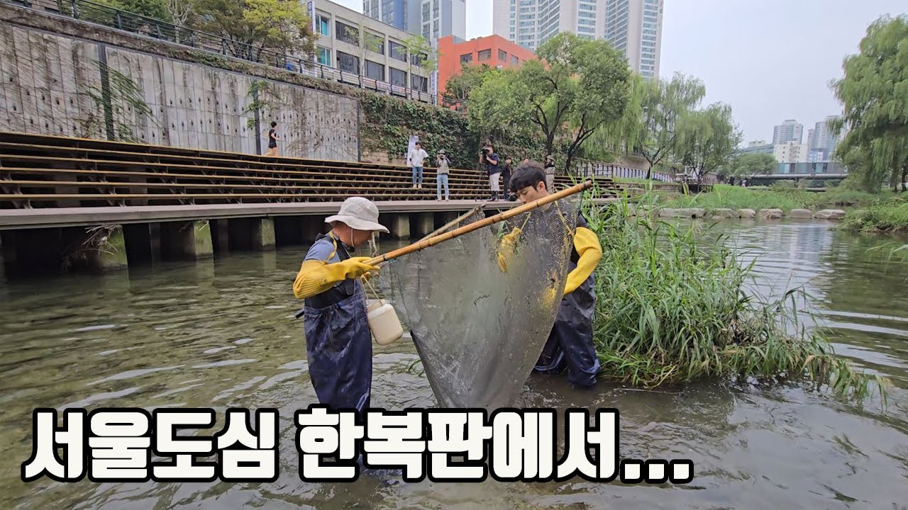 청계천에 누가 자꾸 열대어를 풀어주네요...