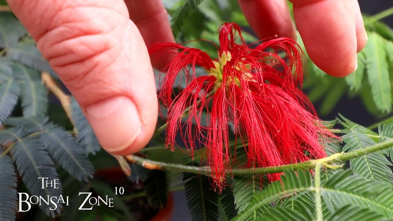 Pruning My Powderpuff Bonsai, The Bonsai Zone, Nov 2023