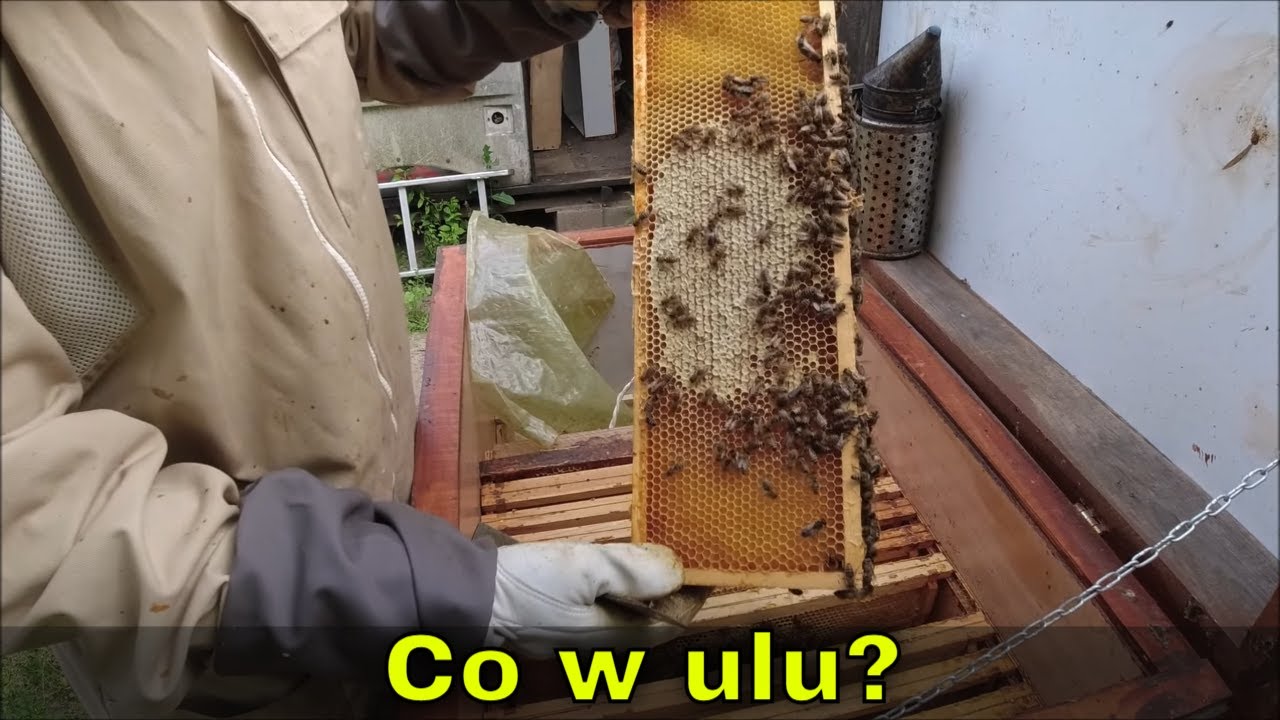 Mały przegląd, koniec lipy. Bezmatek? Brak warunków na najlepszym pożytku...