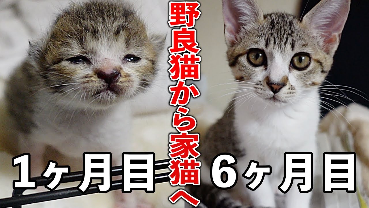 【野良猫から家猫へ】6ヶ月間の記録〜総まとめ