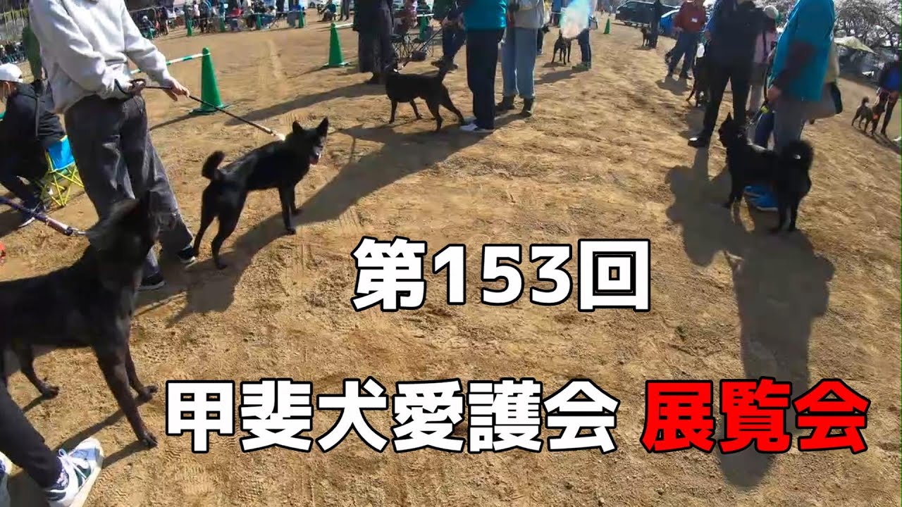 【甲斐犬】展覧会に甲斐犬が大集合【甲斐犬愛護会】