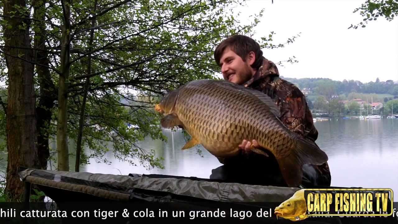 CARPA REGINA 17 KG con tiger & cola - CarpFishing TV