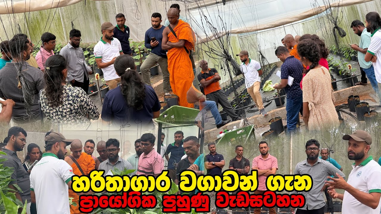 හරිතාගාර වගාවන් ගැන ප්‍රායෝගික පුහුණු වැඩසටහන | Smart Agri | Training Program 0769808008