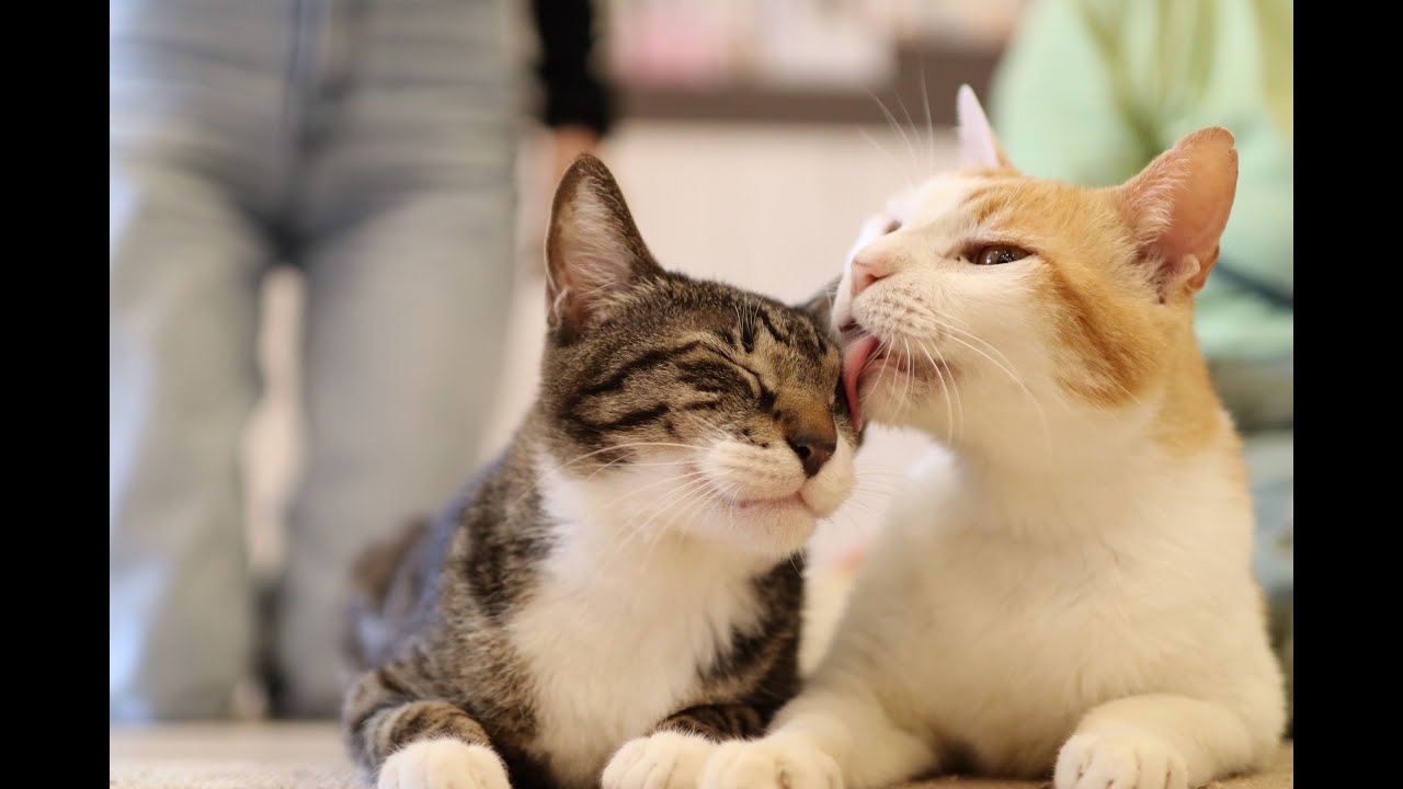保護猫カフェねこかつのご紹介
