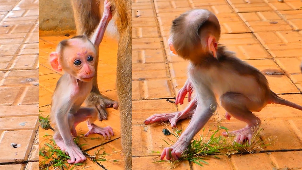 Smart Baby Wants to Walk Beside Mom — A Heartwarming Step Toward Independence.