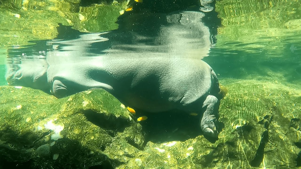 EP58 | Pigs, pygmy hippos & fishes of Singapore Zoo