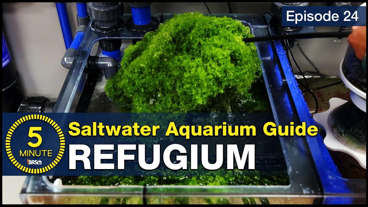 The lazy man&rsquo;s way to avoid algae. Refugium set up tips for nitrate and phosphate control.