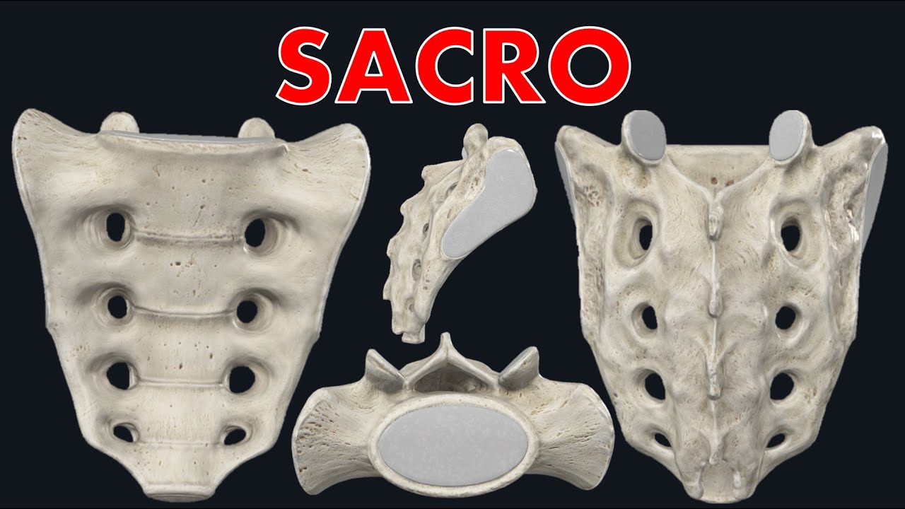 SACRO - ANATOM&Iacute;A IKIGAI